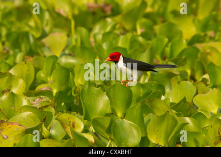 Giallo-fatturati cardinale (Paroaria capitata) su giacinto Foto Stock