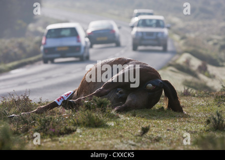 Un pony è stato colpito e ucciso sulla strada da un auto o camion nel New Forest National Park, Regno Unito Foto Stock