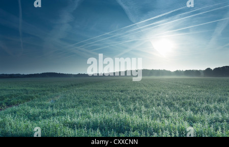 Sunrise nella foschia mattutina, mais farm, jet sentieri nel cielo blu. Foto Stock