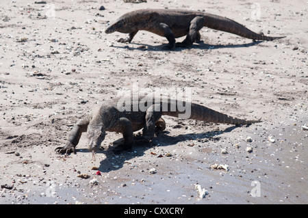 I draghi di Komodo, Varanus komodoensis, sulla spiaggia, baia a ferro di cavallo, Nusa Kode, Rinca Isola, Parco Nazionale di Komodo, Nusa Tenggara Foto Stock