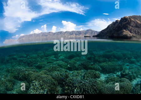 Shallow hard Coral reef e isola di Komodo, Parco Nazionale di Komodo, Nusa Tenggara, Indonesia, Oceano Pacifico Foto Stock