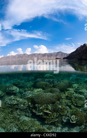 Shallow hard Coral reef e isola di Komodo, Parco Nazionale di Komodo, Nusa Tenggara, Indonesia, Oceano Pacifico Foto Stock