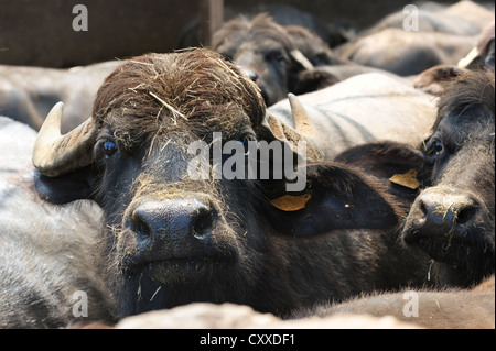 Bufale, bovini di allevamento per la produzione di latte per la mozzarella di bufala, la mozzarella di bufala, regione Campania, Italia meridionale Foto Stock