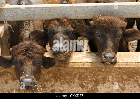 Bufale, bovini di allevamento per la produzione di latte per la mozzarella di bufala, la mozzarella di bufala, regione Campania, Italia meridionale Foto Stock