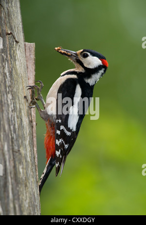 Picchio rosso maggiore (Dendrcopos major), sud della regione Eifel, vicino a Bitburg, Renania-Palatinato Foto Stock