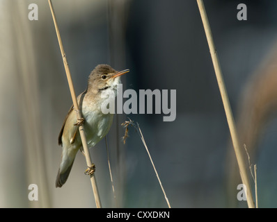 Trillo Reed (Acrocephalus scirpaceus), Texel, Paesi Bassi, Europa Foto Stock