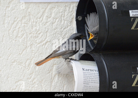 Codirosso spazzacamino (Phoenicurus ochruros), l'allevamento in un giornale letterbox, alimentando un annidata Foto Stock