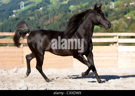 Thoroughbred Arabian Horse, stallone nero trottare sulla sabbia in una penna tonda, Tirolo del nord, Austria, Europa Foto Stock