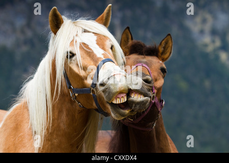 Haflinger e New Forest pony giocare insieme e mordere ogni altri della bocca, castrazione, daino e marrone, Tirolo del nord, Austria Foto Stock