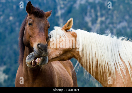 Haflinger e New Forest pony giocare insieme e mordere ogni altri della bocca, castrazione, daino e marrone, Tirolo del nord, Austria Foto Stock