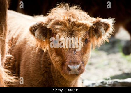 Highland bovini, vitello, Tirolo del nord, Austria, Europa Foto Stock