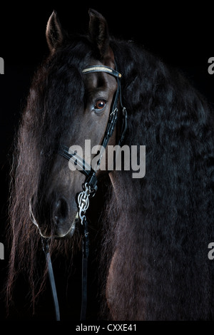 Il frisone o Frisone cavallo di razza, ritratto con lunga criniera, castrazione, cavallo nero Foto Stock