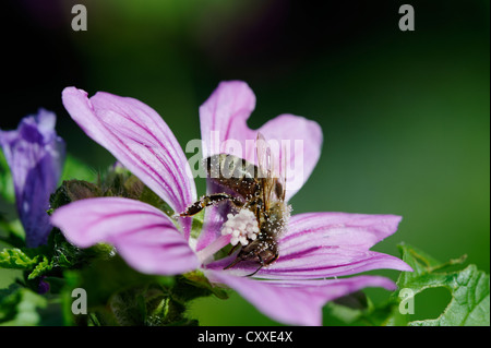 Il miele delle api, Buckfast bee (Apis mellifera) coperta con il polline di un fiore di Malva (Malva Sylvestris) Foto Stock