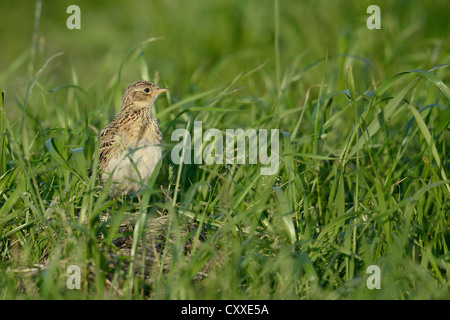 Allodola eurasiatica (Alauda arvense), i capretti Texel, Paesi Bassi, Europa Foto Stock