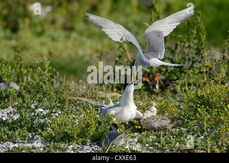 Tern comune (Sterna hirundo) attaccare Sandwich Tern (Sterna sandvicensis), Texel, Paesi Bassi, Europa Foto Stock