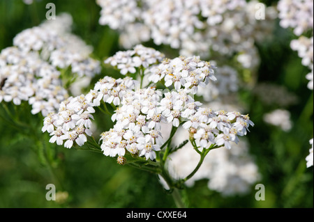 Yarrow (Achillea millefolium) Foto Stock