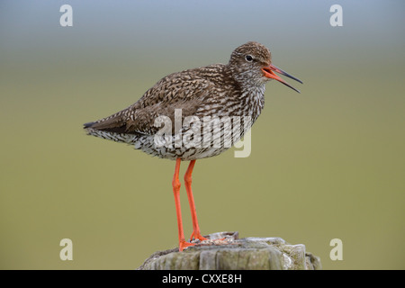 Comune (Redshank Tringa totanus), appollaiato su un post, Texel, Paesi Bassi, Europa Foto Stock