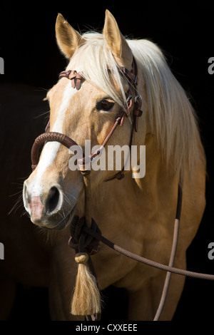Quarter Horse mare, Palomino, ritratto indossando un bosal noseband, Tirolo del nord, Austria, Europa Foto Stock