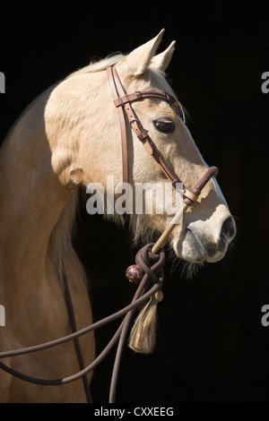 Quarter Horse mare, Palomino, ritratto indossando un bosal noseband, Tirolo del nord, Austria, Europa Foto Stock