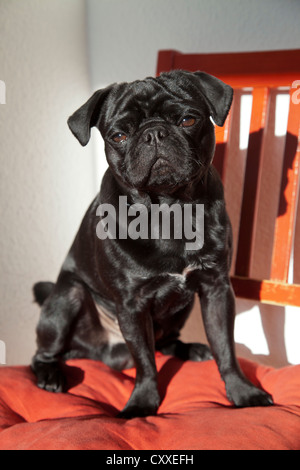 Black pug seduti su un rosso sedia cucina Foto Stock