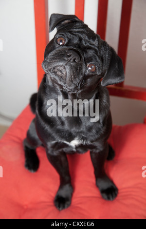 Black pug seduti su un rosso sedia cucina Foto Stock