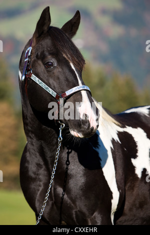 Allergia alla crema solare per cavalli, perdita di capelli attorno agli  occhi, vernice cavallo, Sorrel Overo con testa di medicina, ritratto,  Tirolo del Nord Foto stock - Alamy