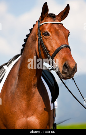 Warmblood austriaco, bay, ritratto indossando una briglia, dressage, intrecciato, Tirolo del nord, Austria, Europa Foto Stock