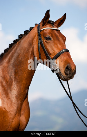 Warmblood austriaco, bay, ritratto indossando una briglia, dressage, intrecciato, Tirolo del nord, Austria, Europa Foto Stock