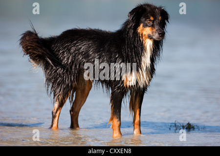 Pastore australiano in piedi in acqua, Tirolo del nord, Austria, Europa Foto Stock