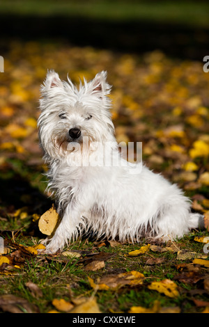 West Highland Terrier seduto nel fogliame di autunno, Tirolo del nord, Austria, Europa Foto Stock