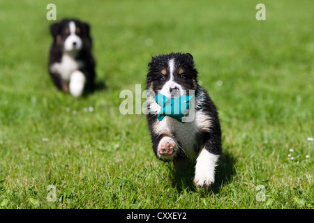 Australian Shepherds, cuccioli giocando in un prato, Tirolo del nord, Austria, Europa Foto Stock