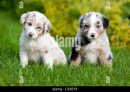 Australian Shepherds, cuccioli seduti in un prato, Tirolo del nord, Austria, Europa Foto Stock