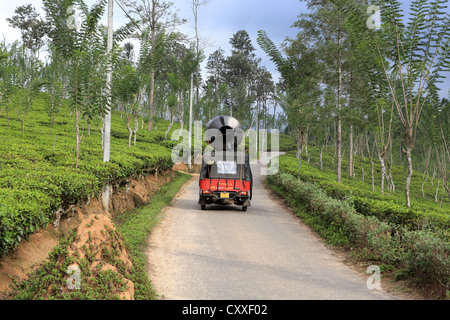 Tuktuk guida su strada attraverso la piantagione di tè vicino a Ella in Sri Lanka highlands. Foto Stock