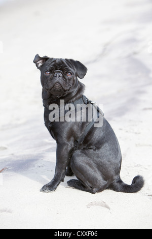 Black pug seduto su una spiaggia Foto Stock