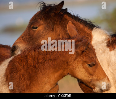 Chincoteague Pony cavallo selvaggio pony USA America US Foto Stock