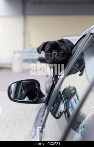 Giovane nero pug guardando dal finestrino di una macchina Foto Stock