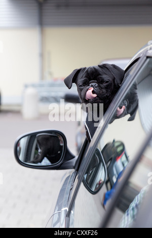 Giovane nero pug guardando dal finestrino di una macchina e leccare il suo naso Foto Stock