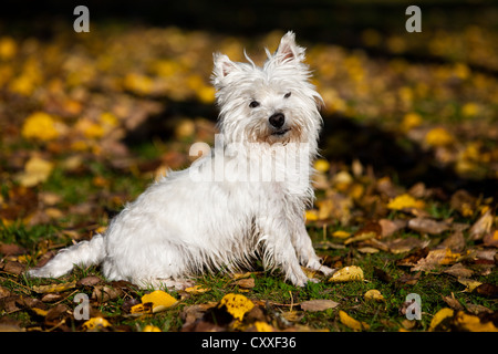 West Highland Terrier seduto nel fogliame di autunno, Tirolo del nord, Austria, Europa Foto Stock