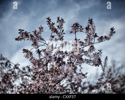 Cherry Plum o foglia viola prugna (prunus cerasifera nigra), fioritura tree Foto Stock