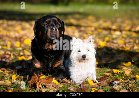 West Highland Terrier e un Rottweiler giacente nel fogliame di autunno, Tirolo del nord, Austria, Europa Foto Stock