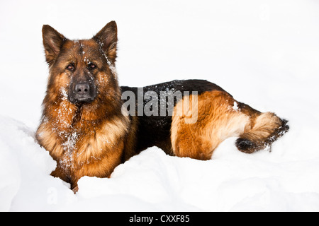 Pastore Tedesco Dog sitter nella neve, nel nord del Tirolo, Austria, Europa Foto Stock