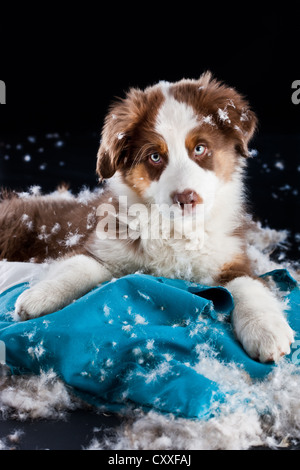 Pastore australiano cucciolo sdraiato su un cuscino strappato e ripieno Foto Stock