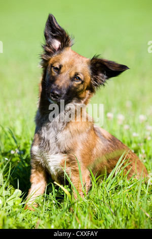 Mixed-razza cane su un prato, Tirolo del nord, Austria, Europa Foto Stock