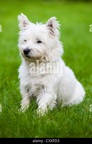 West Highland Terrier seduto in un prato, Tirolo del nord, Austria, Europa Foto Stock