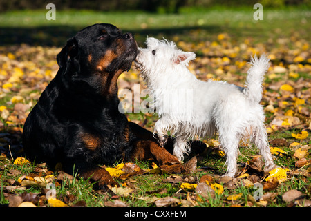 West Highland Terrier e un Rottweiler sniffing ogni altro nel fogliame di autunno, Tirolo del nord, Austria, Europa Foto Stock