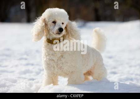 Barboncino Toy in piedi nella neve, Tirolo del nord, Austria, Europa Foto Stock