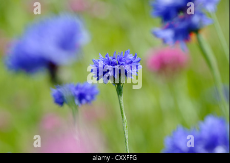 Fiori colorati in prato, bee pascolo con cornflowers (Centaurea cyanus) Foto Stock