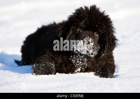 Cucciolo di Terranova seduta nella neve, Tirolo del nord, Austria, Europa Foto Stock