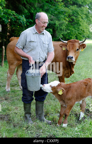 Agricoltore alimentazione di un vitello neonato in un prato, Alta Baviera, Baviera Foto Stock