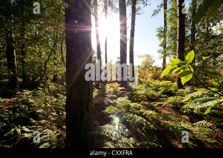 sunburst attraverso alberi di bosco, norfolk, inghilterra Foto Stock